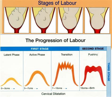 How long after show will labour start