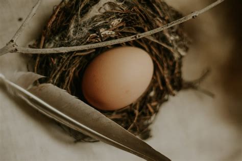 How long can a bird egg live without warmth. .  <a href=https://seoma.ru:443/include/mainpage/e...