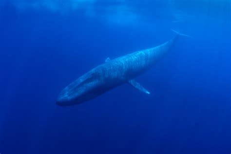 How long can a blue whale hold its breath. The plates are arranged in rows, and each plate can be up to 1 meter long. Blue whales have between 300 and 400 baleen plates on each side of their mouth, and each plate is fringed with bristles that help trap food. Blue whales are known to consume up to 4 tons of krill per day during feeding season. 