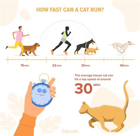 How long can a domestic cat run at full speed?