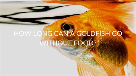 How long can a goldfish go without food. Things To Know About How long can a goldfish go without food. 