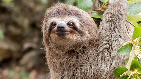 How long can a sloth hold its breath. Sloths can swim three times faster than they can move on land, and can hold their breath for over 40 minutes. Sloths are great swimmers and can hold their breath for up to 40 minutes underwater. Here are a few of our favorite facts about animal lungs. It can live on just one breath for approximately 10 hours. Sloths don't do well on … 