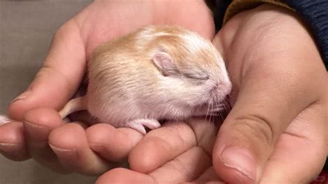 How long can baby gerbils go without milk? – Short-Fact