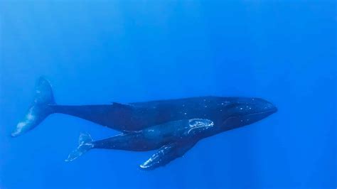 How long can blue whales hold their breath. The cat has an exceptionally powerful bite, and its anatomy allows it to hold its breath for up to two minutes. This gave the jaguar an evolutionary advantage over other large cats, who could not dive as deep or hold their breath for as long. The jaguar's anatomy is well-suited for its hunting habits. 