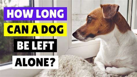 How long can dogs be left alone. It is not ideal to leave a dog alone for 8 hours or more. Dogs are social animals and crave interaction with their owners. An 8-hour period of isolation can be highly stressful and damaging to a dog’s emotional well-being. 
