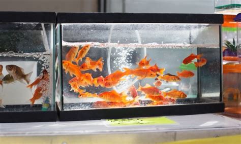 How long can goldfish live without food. Things To Know About How long can goldfish live without food. 