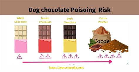 How long chocolate poisoning in dogs