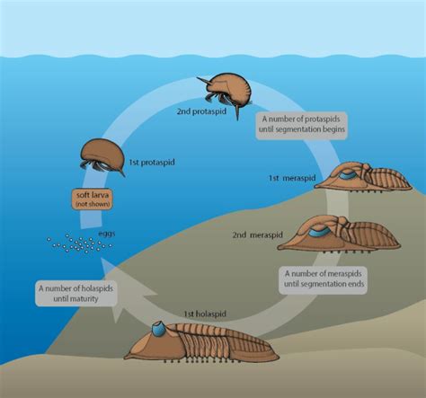 Nov 4, 2022 · Here we review the evidence for a cryptic history of early trilobite evolution. We also review the assumptions behind the supporting vicariance model, in light of >30 years of work that has ... . 