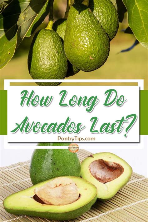 How long do avocados last. Aug 15, 2023 · Discover the secret to extending your avocados' shelf life. Our blog explains how long avocados last and offers essential storage tips. 