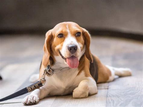 How long do beagles live? - Pet Know How