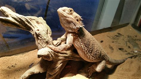 How long do bearded dragons live. Apr 12, 2020 ... Here's everything you need to know to take care of a bearded dragon! Care guide written out with links to products below! 