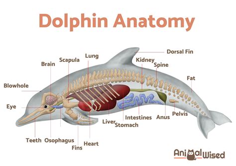 How long do dolphins hold their breath. Dolphins are one of the more beloved animals in the world for people of all ages, but most people, particularly younger ones, might not know much about them beyond the shows they s... 