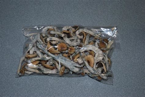 How long do dry shrooms last. Apr 10, 2002 · You can store them in a refrigerator for 7 to 10 days and they will stay fresh, Dried musrhooms, i store properly can keep their potency for years. one collection of liberty caps from England dating from 1851 were found to be as potent as shrooms picked in ORgon and Washing ton in 1977. 