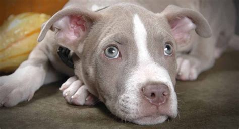 How long do pit bulls live. Things To Know About How long do pit bulls live. 