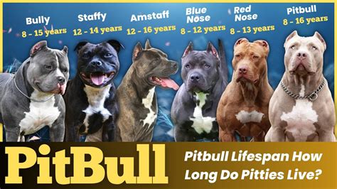 How long do pitbull live. Oct 28, 2023 · Pitbulls Life expectancy. Any Pitbull can expect to live for 8 to 16 years, with a normal lifespan of 10 to 14 years for a healthy Pitbull. Of course, prospective health issues such as accidental injuries, unanticipated health problems, or inherited disorders account for the wide variance in this lifespan. Before we get into the details of a ... 
