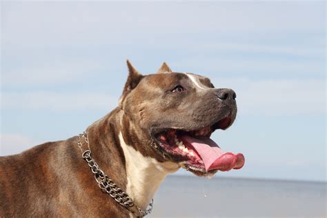 How long do pitbuls live. On average, a Pitbull will normally live around 12 years if cared for and it stays healthy. Because of that, their life expectancy is around 10 to 14 years in total, but that depends on a number of different factors. 