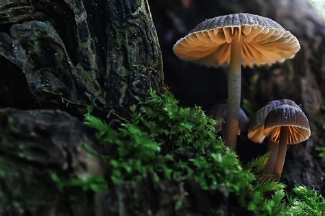 How long do shrooms high last. The hallucinogenic effects of psilocybin usually occur within 30 minutes after a person ingests it and last 4–6 hours. In some individuals, changes in sensory perception and thought patterns can ... 