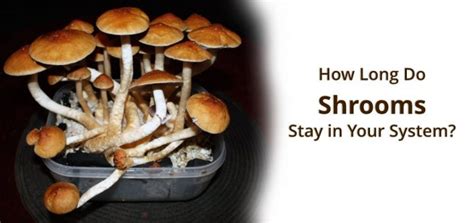 How long do shrooms stay good. Things To Know About How long do shrooms stay good. 