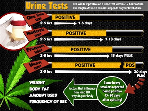 The following are some basic guidelines on how long marijuana will show up on a urine test based on how often you use: 5. Less than twice per week smoker: 1-3 days. Several times per week smoker: 7-21 days. Daily smoker: 30 days or longer. Oral ingestion (edibles): 1-5 days. How Long Does Synthetic Marijuana Stay in Your …. 