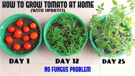 How long do tomatoes take to grow. Grow in seed trays, and plant out in 4-6 weeks. Sow seed at a depth approximately three times the diameter of the seed. Best planted at soil temperatures between 16°C and 35°C. (Show °F/in) Harvest in 8-17 weeks. There is nothing like the taste of a freshly picked tomato, warm from the sunshine. In the smallest of gardens or even an ... 