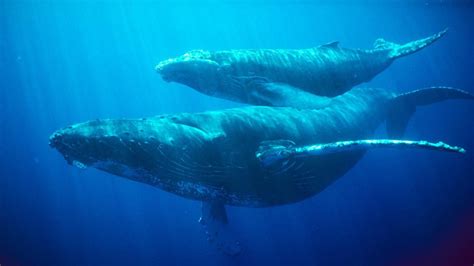 How long do whales hold their breath. Whales store oxygen in their blood and muscles, reduce their heart rate and blood flow, and have a streamlined body shape to prolong their diving. Learn more about … 