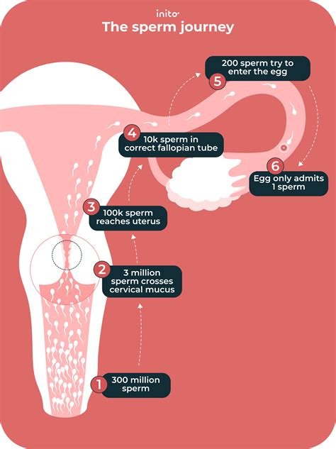 How long does a man take to release sperm.  Understanding the time it takes...