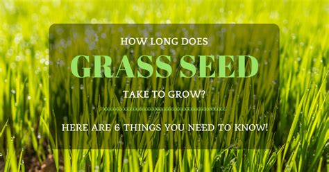 How long does grass seed take to grow? - GoodTo