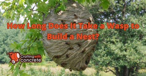 How long does it take a wasp to build a nest