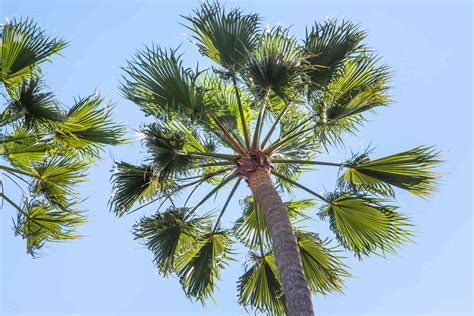 How long does it take for a Mexican fan palm to grow?