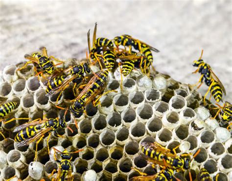 How long does it take for a wasp to build their nest