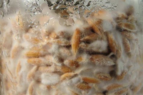 How long does it take for mycelium to colonize substrate. Things To Know About How long does it take for mycelium to colonize substrate. 