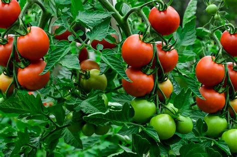 How long does it take for tomatoes to grow. In order to do so, seeds need to be started indoors 5-6 weeks before the last frost. Plant seeds in two parts soil and one part compost, vermiculite or perlite. Place seeds in holes 2-3 inches apart. Keep in a warm, dark place until seedlings sprout. 