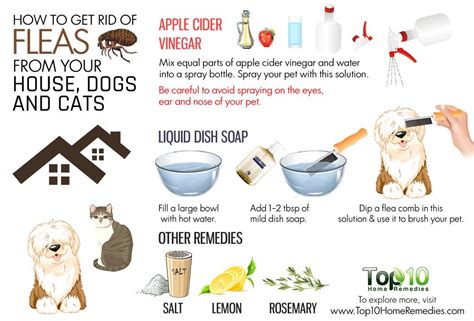 How long does it take to get rid of fleas. 