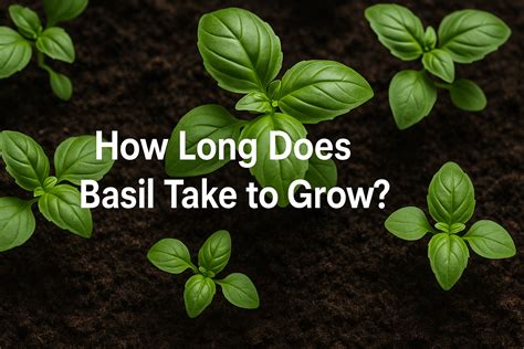 How long does it take to grow basil from cuttings.  Cook with confidence.  Harr...