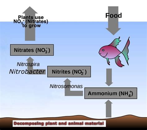 How long does nitrite take to convert into nitrate?