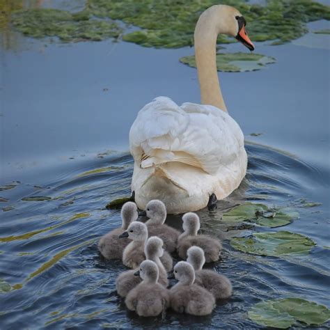 The swans usually migrate in flocks of up to 100 birds. For e