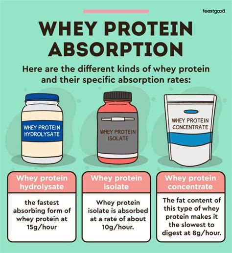 How long does whey protein take to absorb.  According to nutritional studies, whey prot...
