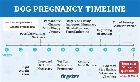 How long dog is pregnant