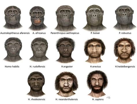 How long have homosapiens been on earth. Since about 4 million years ago, humans have evolved from early hominids to modern humans. Here are 14 species examples from human evolution now extinct. Apes remained in trees as their primary food source. Eventually, grass began to spread in places like the African Savannah. 