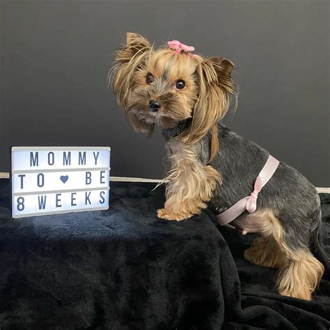 How long is a Yorkie pregnancy? 🐶 - Petibble