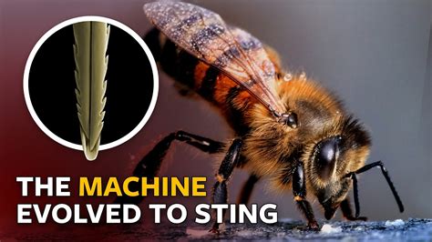 How long is a bee stinger