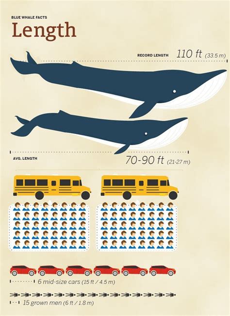 How long is a blue whale. As the largest animal on Earth, blue whales are about the length of three school buses, their heart alone is the size of a small car and they weigh on average 200,000 to 300,000 pounds. There are records of individuals growing to over 100 feet long. However, it’s more common to see individuals measuring 80 to 90 feet long. Show More +. 