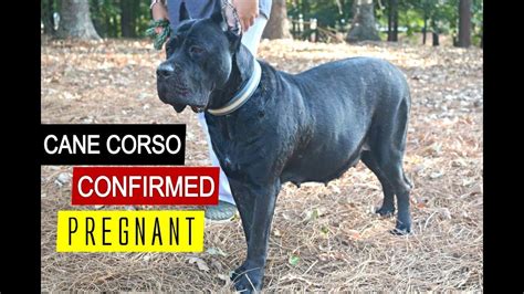 How long is a cane corso pregnant