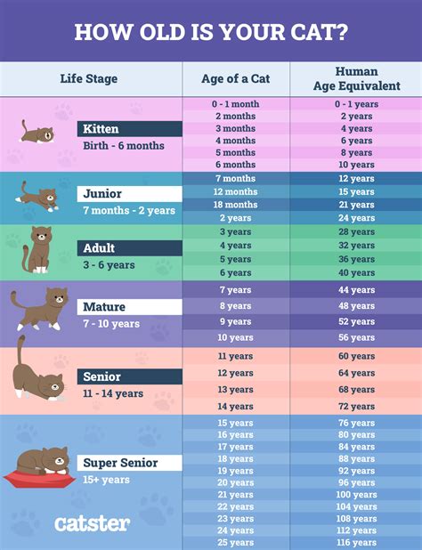 How long is a cats life span