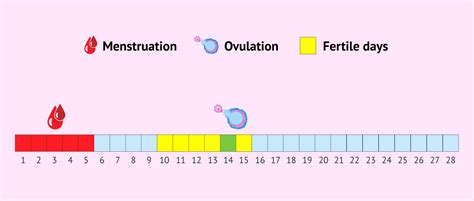 How long is a female fertile
