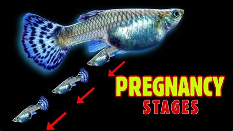 How long is a fish pregnant for