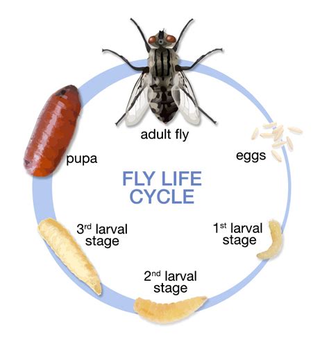 How long is a fly life cycle