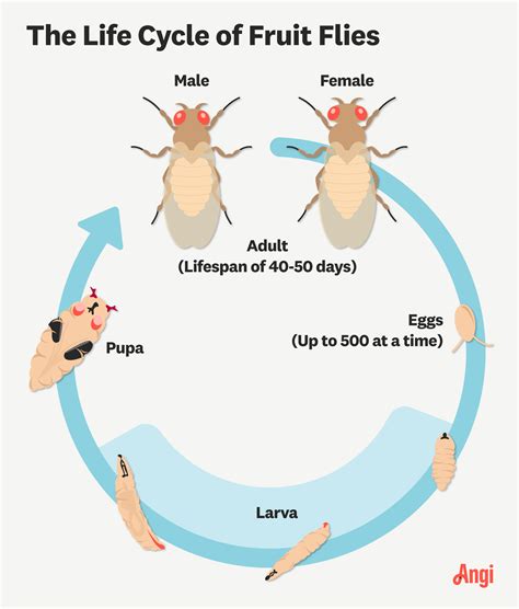 How long is a fruit flies lifespan
