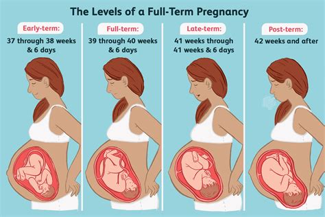 How long is a full pregnancy term