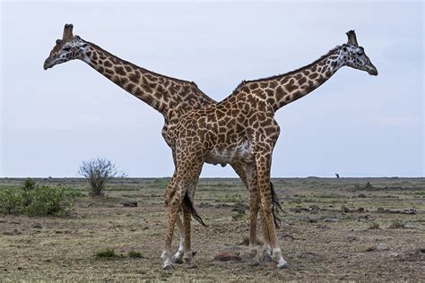 How long is a giraffe neck. Females are larger than males. The eyes and ears are large, and the tongue long enough to reach the ear base. Males have a pair of short-haired ossicones that are directed backward. The body is short and compact with a sloping back, as in the giraffe, but the neck is much shorter. 